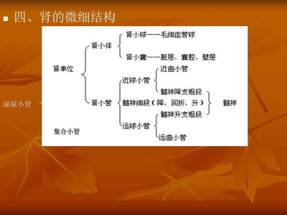 肾的微细结构.ppt_第3页