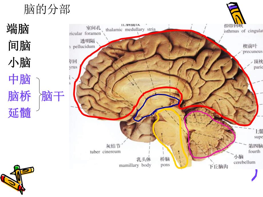 脑干外形和内部结构.ppt_第2页