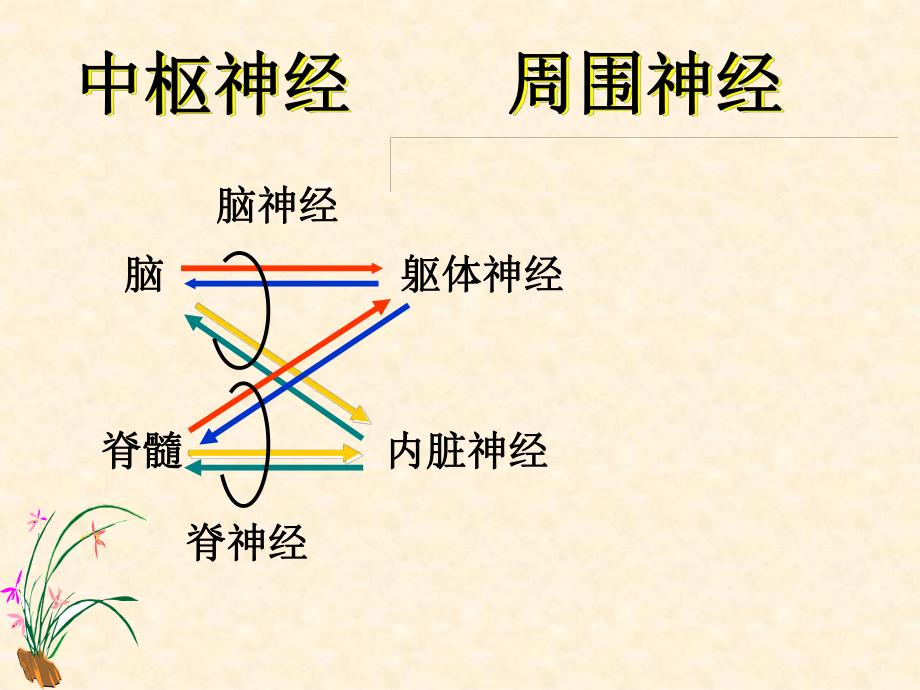 脑神经系统脊神经上.ppt_第2页