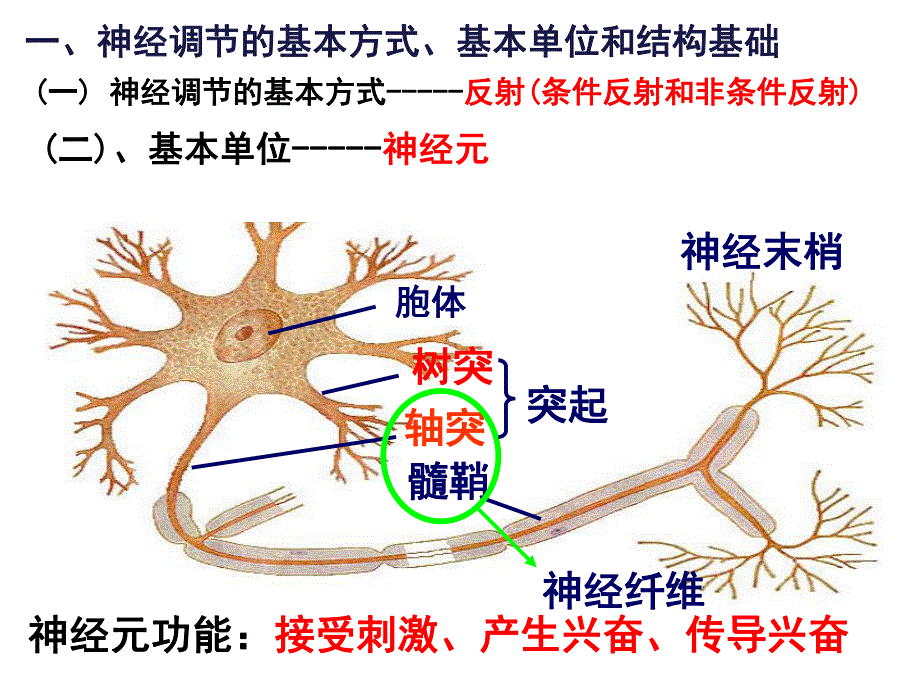 神经调节一轮复习课件.ppt_第2页