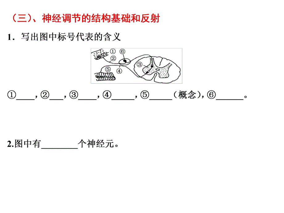 神经调节一轮复习课件.ppt_第3页