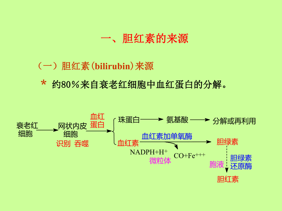 胆红素代谢紊乱.ppt_第3页