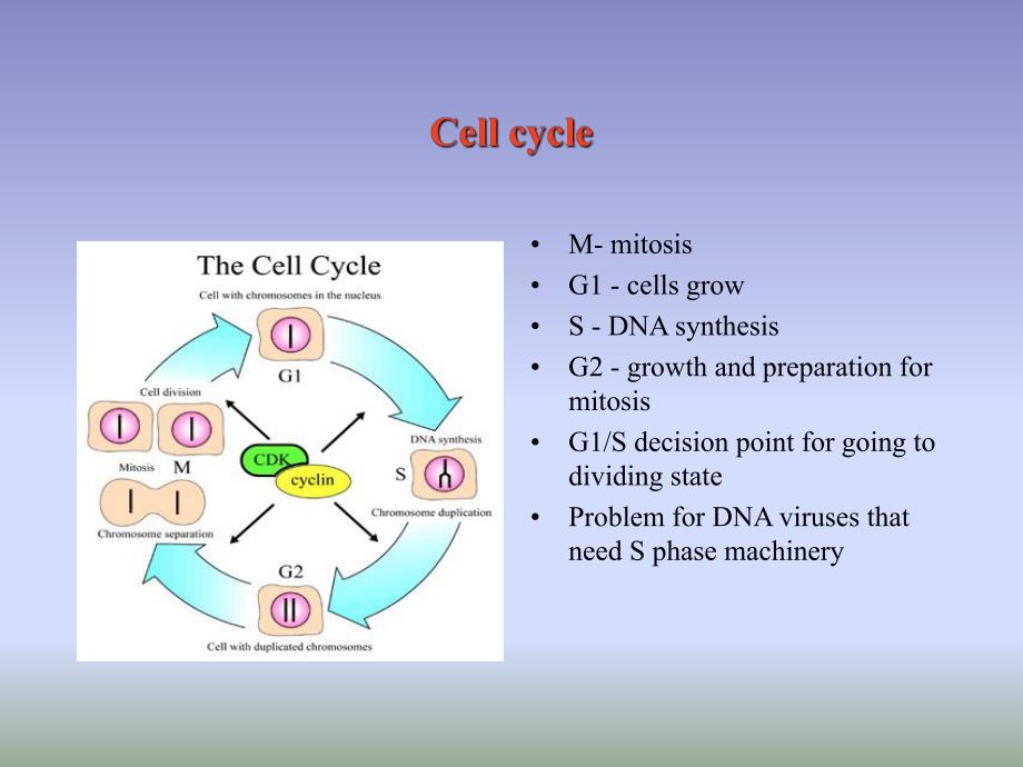 virology15tumorvirppt课件.ppt_第3页