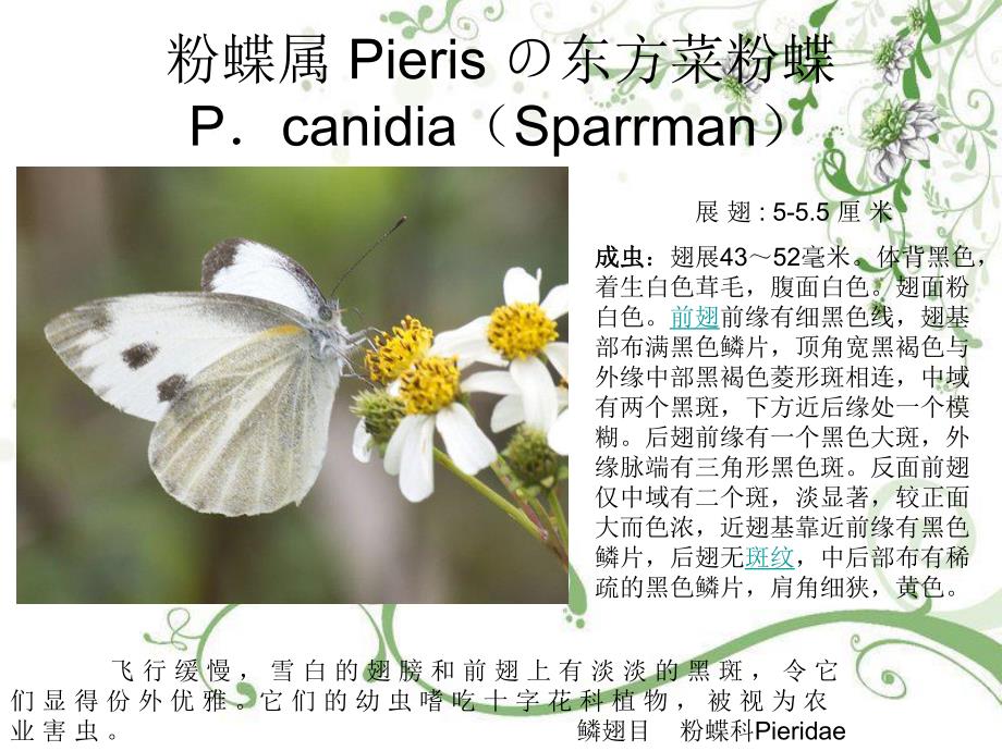 粉蝶科Pieridae.ppt_第2页