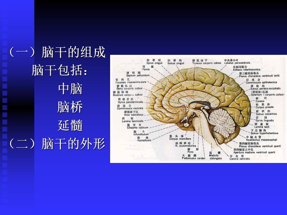 脑干小脑间脑和端脑.ppt_第2页