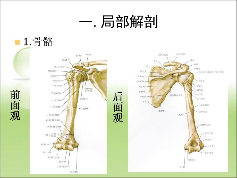 肱骨外科颈骨折.ppt_第2页