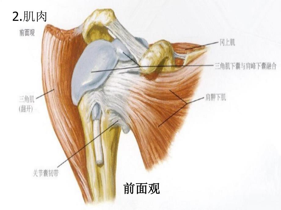 肱骨外科颈骨折.ppt_第3页