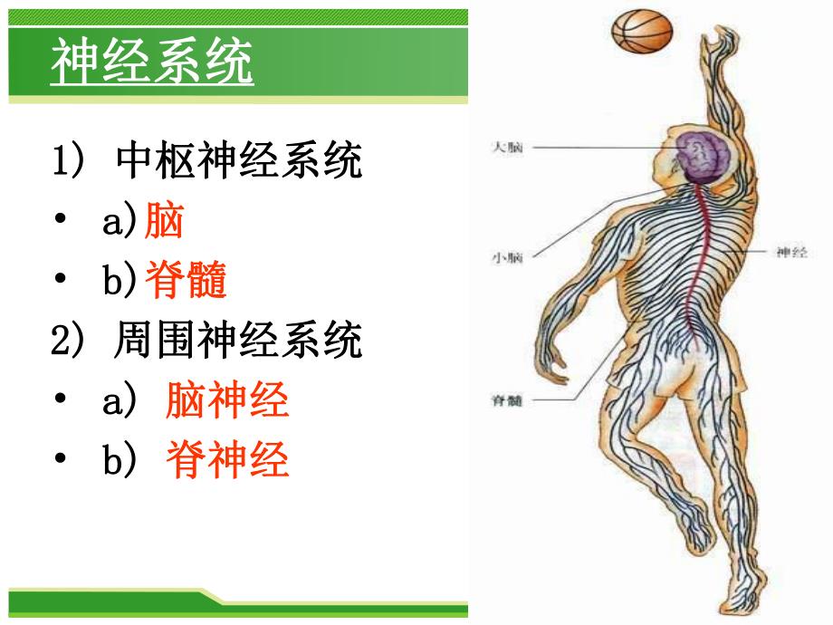 462神经系统的组成24.ppt_第3页