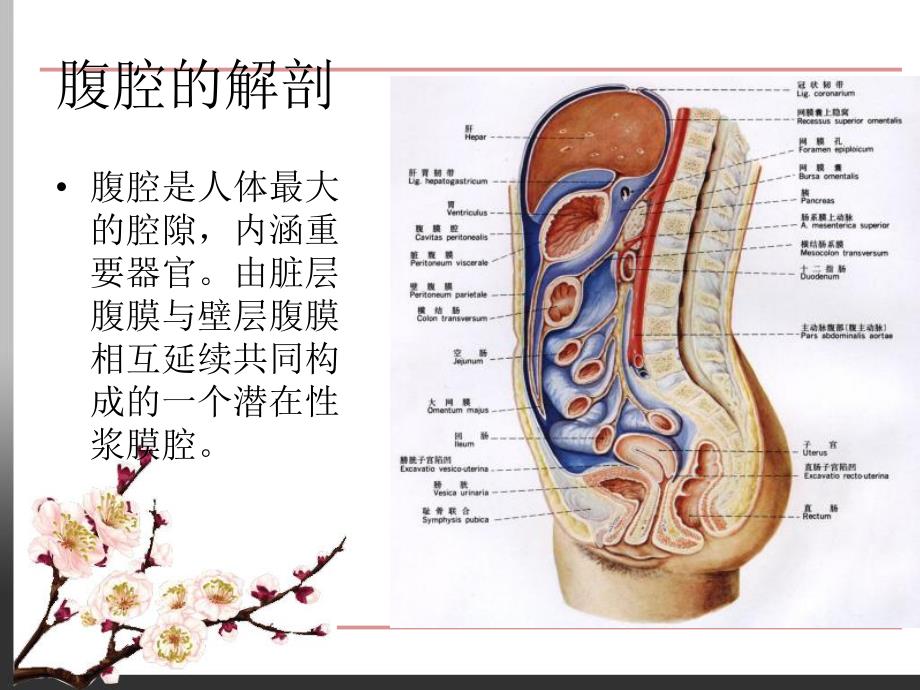 胸腹腔心包积液.ppt_第3页