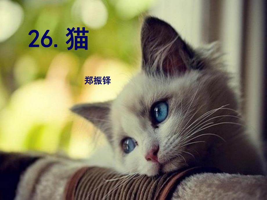 猫郑振铎公开课用.ppt_第2页