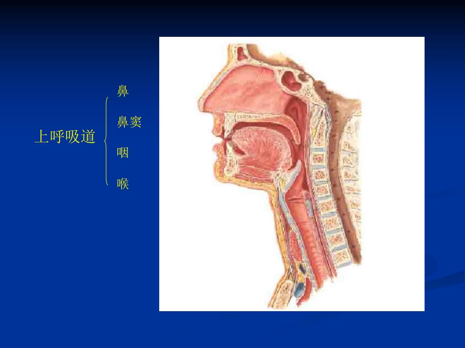 机械通气的临床应用研究生课程ppt课件.ppt_第3页