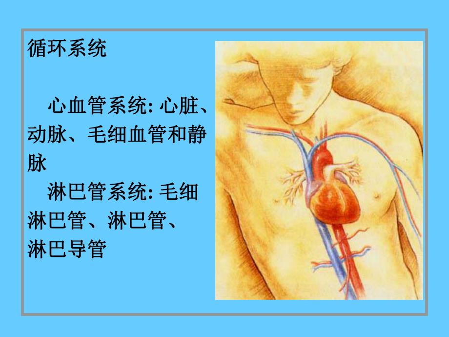 10循环系统.ppt_第2页