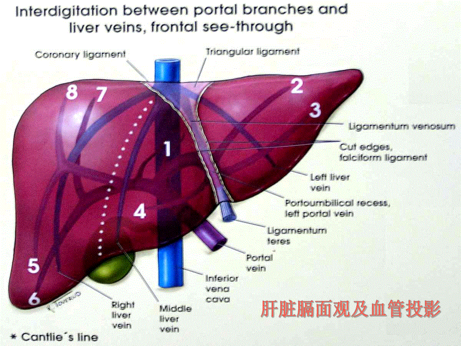 肝脏八段分法的影像学解剖示意图.ppt_第2页