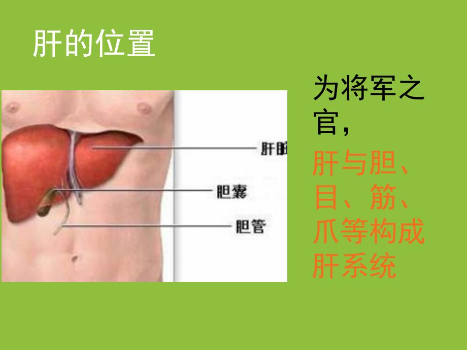 肝心脾肺肾24小时养生.ppt_第3页