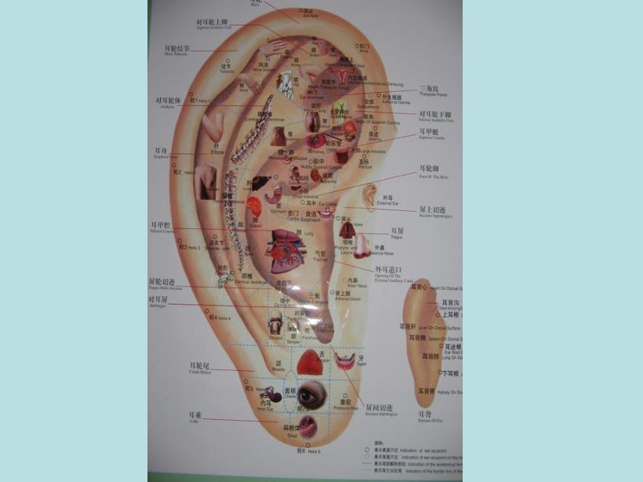 耳穴按摩的临床应用.ppt_第3页