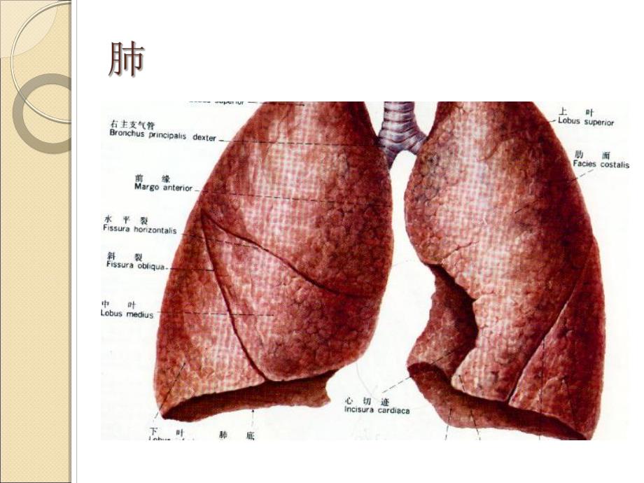 肺病科护理常规.ppt_第2页