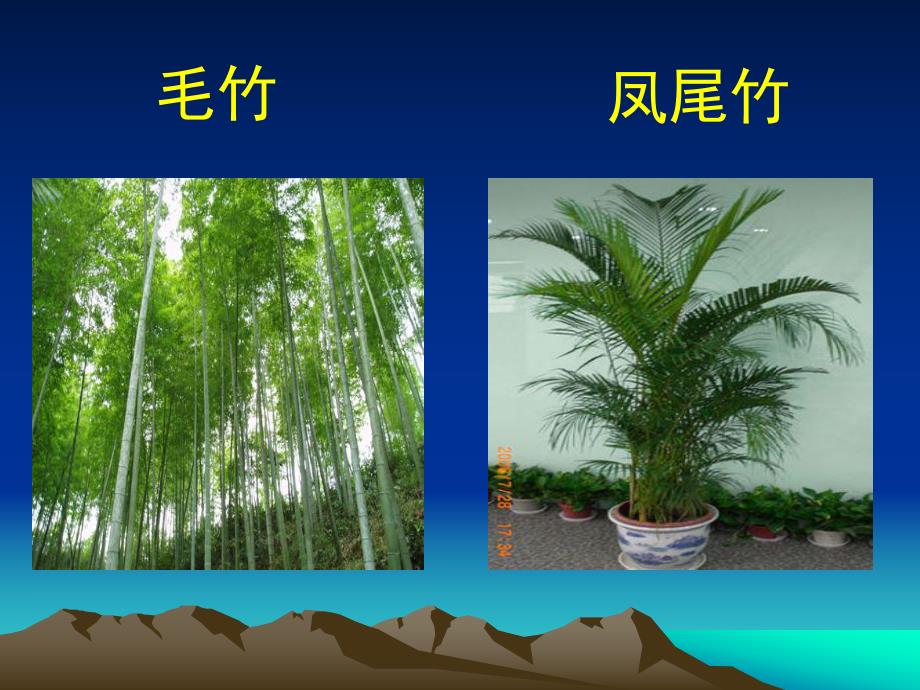 幼儿园大班科学活动：有用的竹子.ppt_第3页