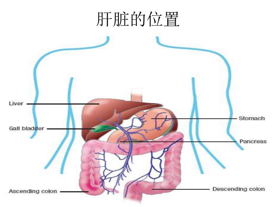 肝病与干扰素张惠琴.ppt_第2页