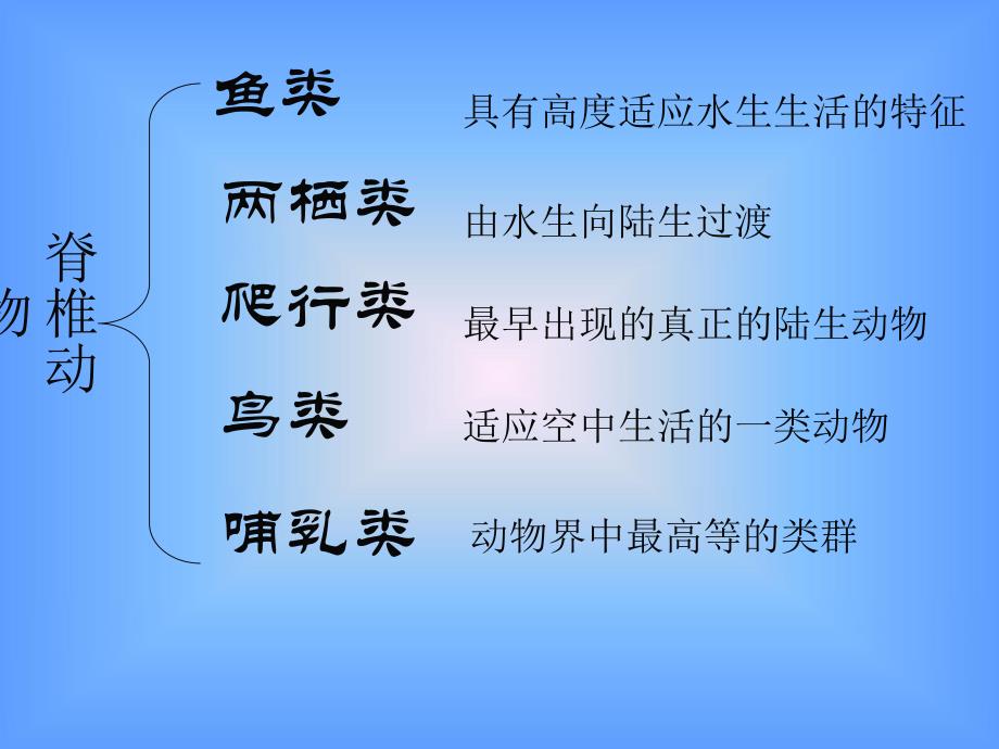 脊椎动物与无脊椎动物.ppt_第2页