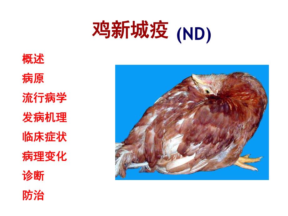 聊城大学农学院禽病学课件病毒病第一节ND.ppt_第1页