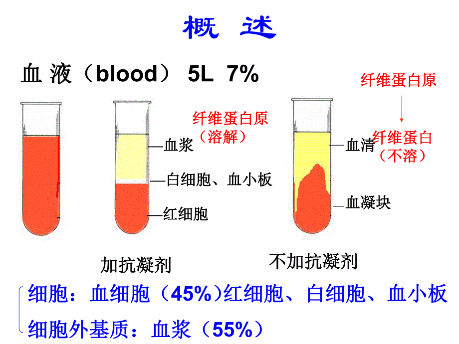 血液及血发生刘玉荣.ppt_第2页