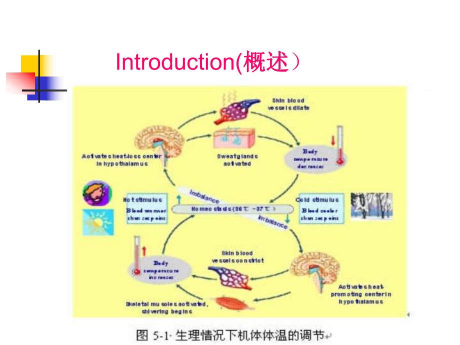 药理学第五章.ppt_第3页