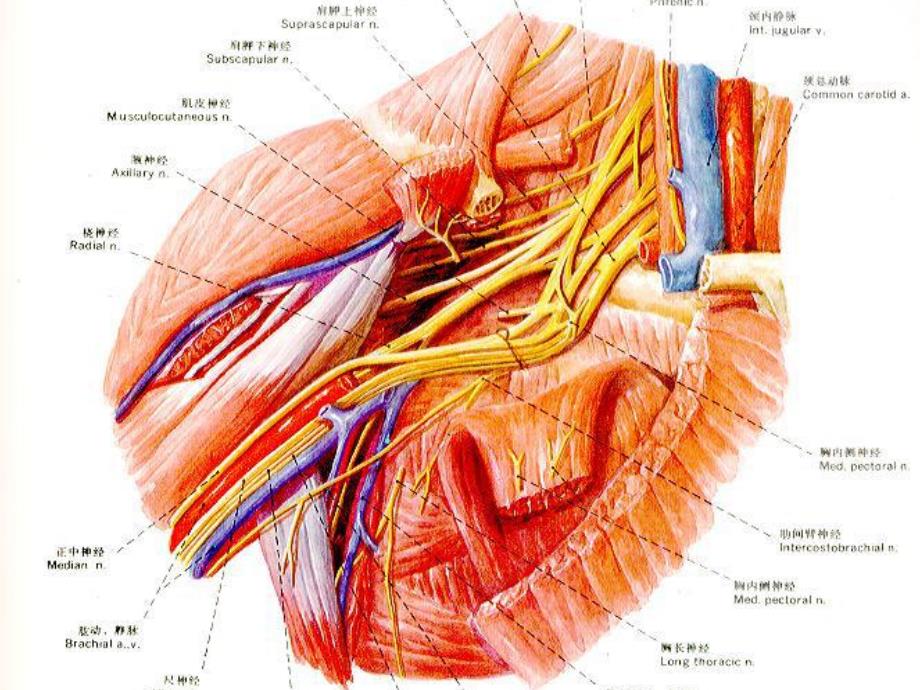 臂丛神经解剖.ppt_第3页