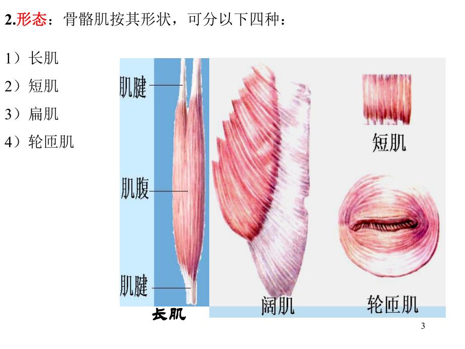 运动解剖学肌学.ppt_第3页