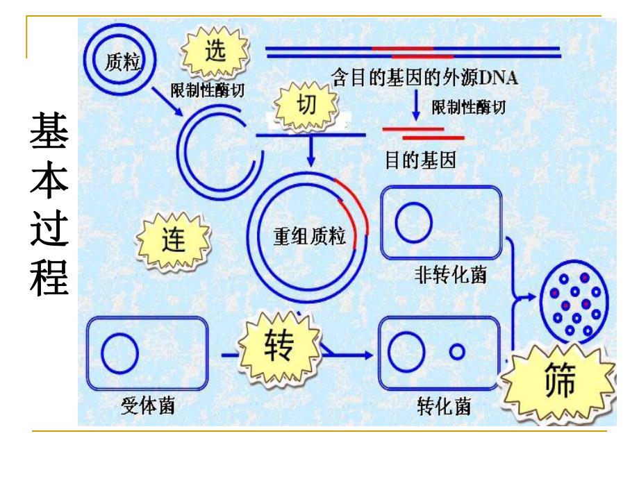 质粒提取实验11.ppt_第3页