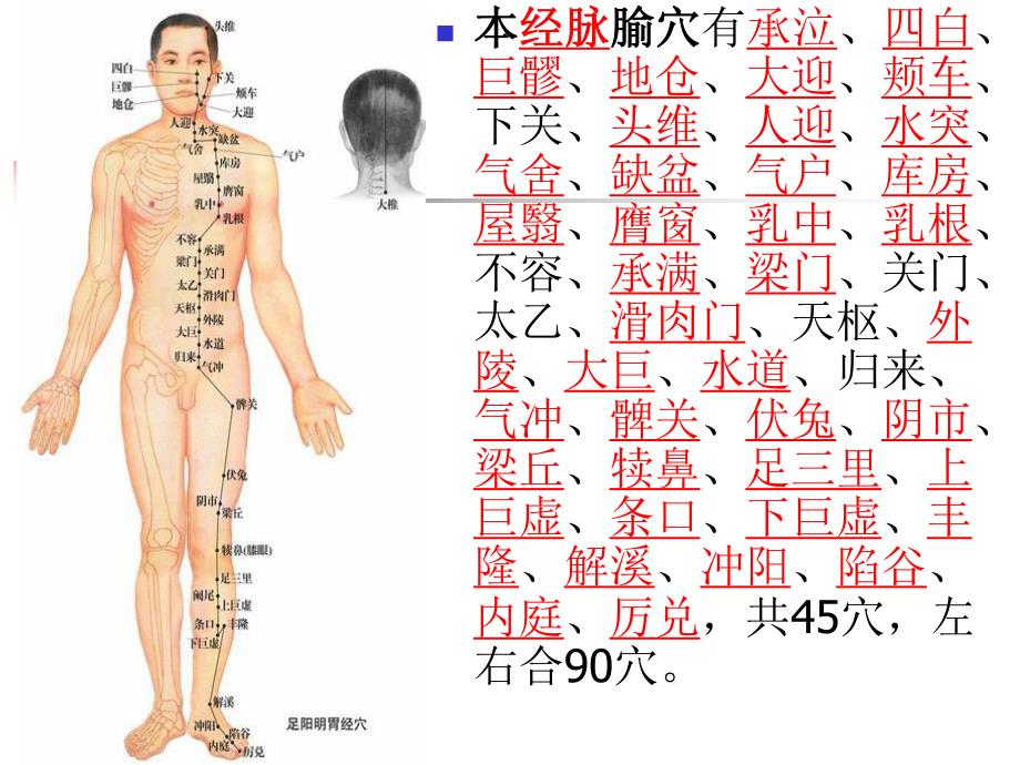 足阳明胃经课件.ppt_第3页