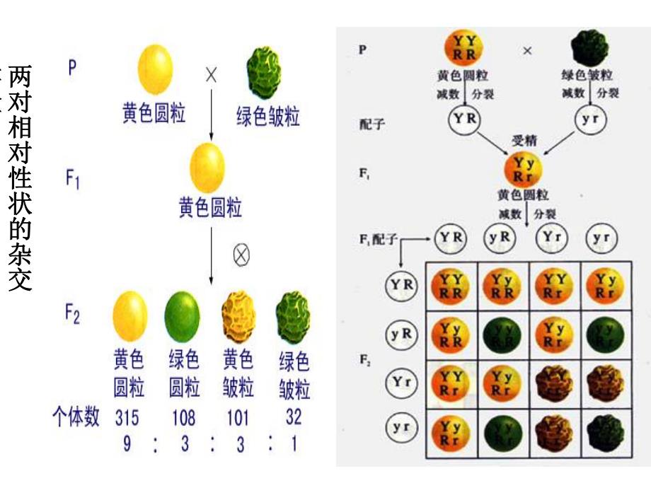 自由组合与性别决定伴性遗传.ppt_第1页