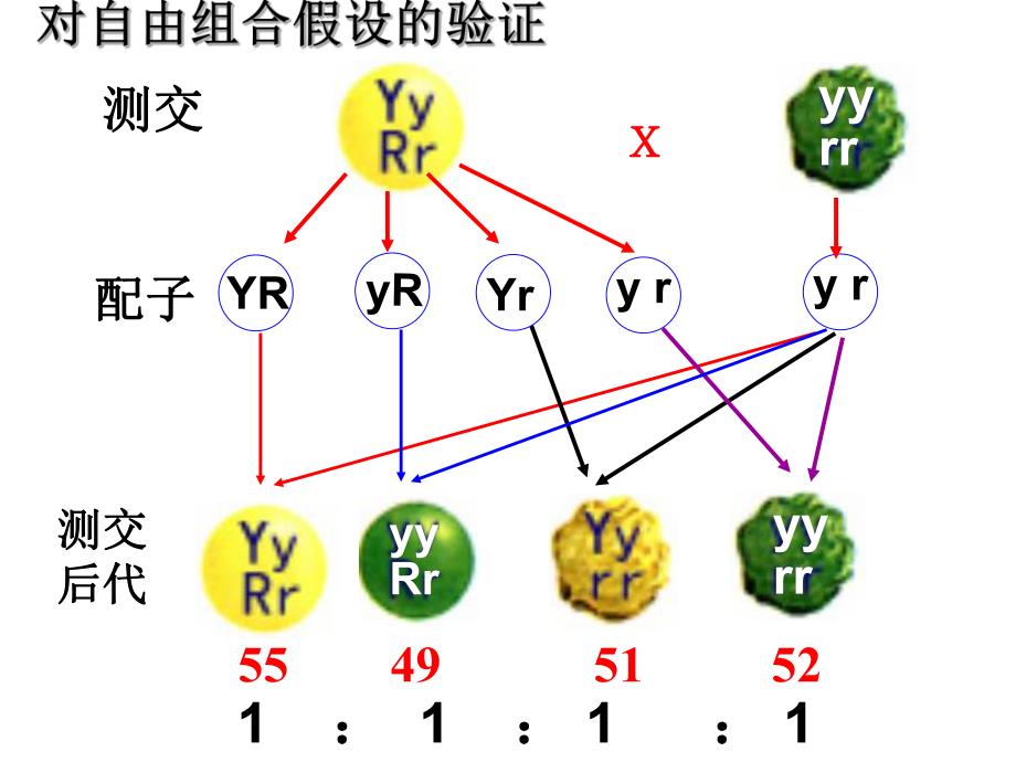 自由组合与性别决定伴性遗传.ppt_第2页