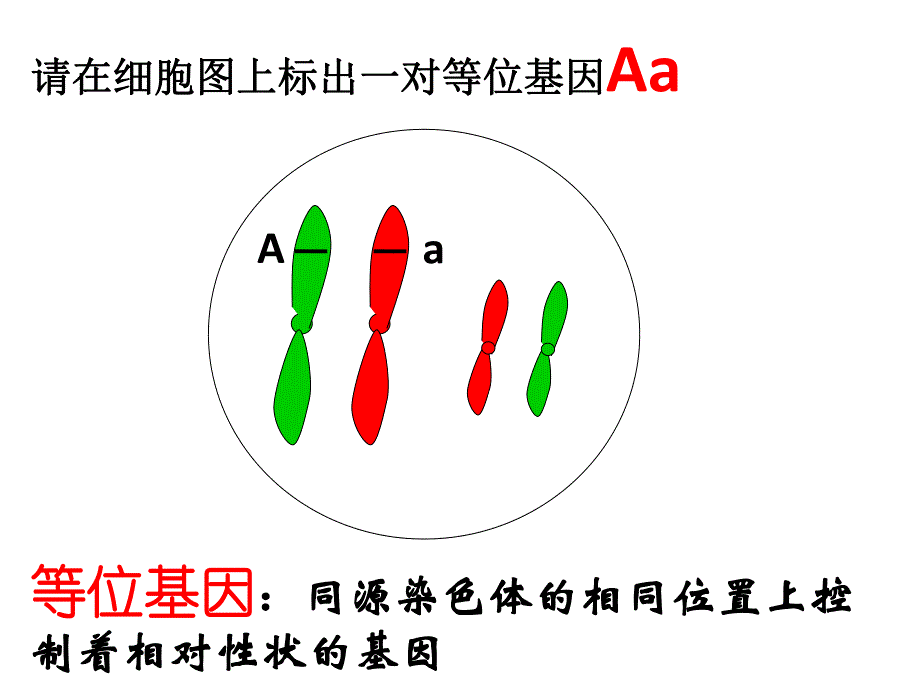 自由组合与性别决定伴性遗传.ppt_第3页