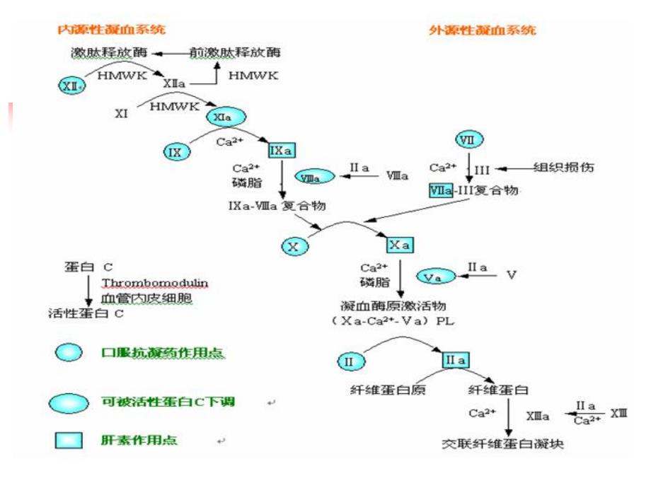 血液和造血系统药物.ppt_第3页