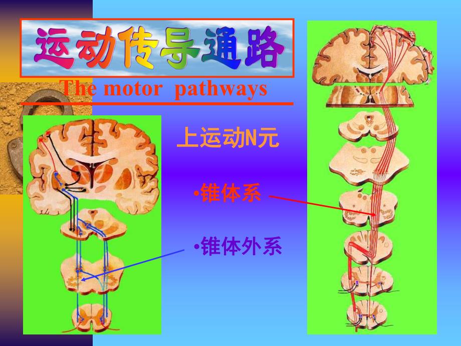 运动传导通路.ppt_第2页