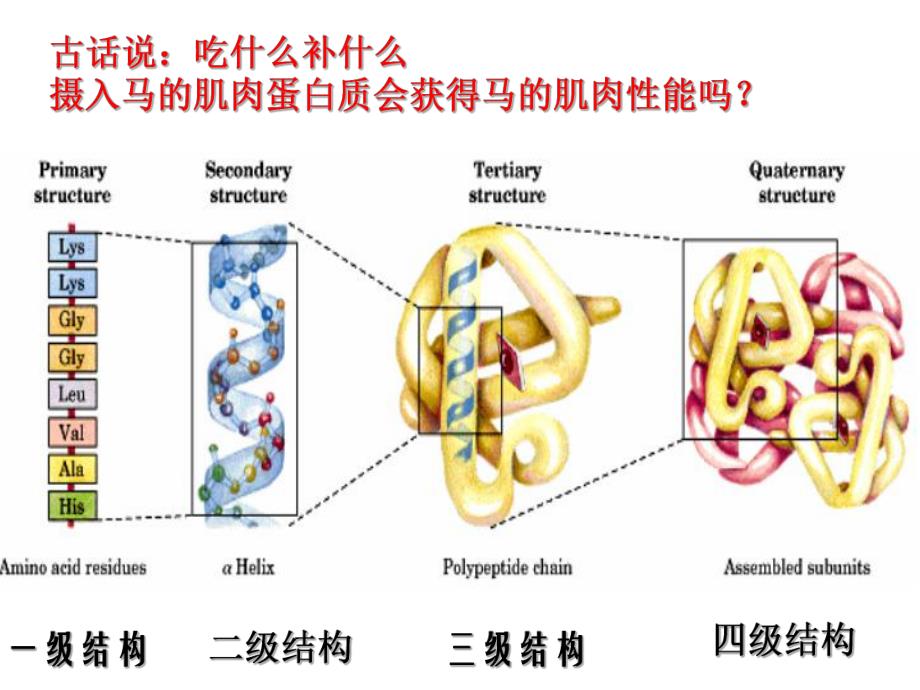 蛋白质的结构组成氨基酸的结构特点数量结构中心C2.ppt_第2页