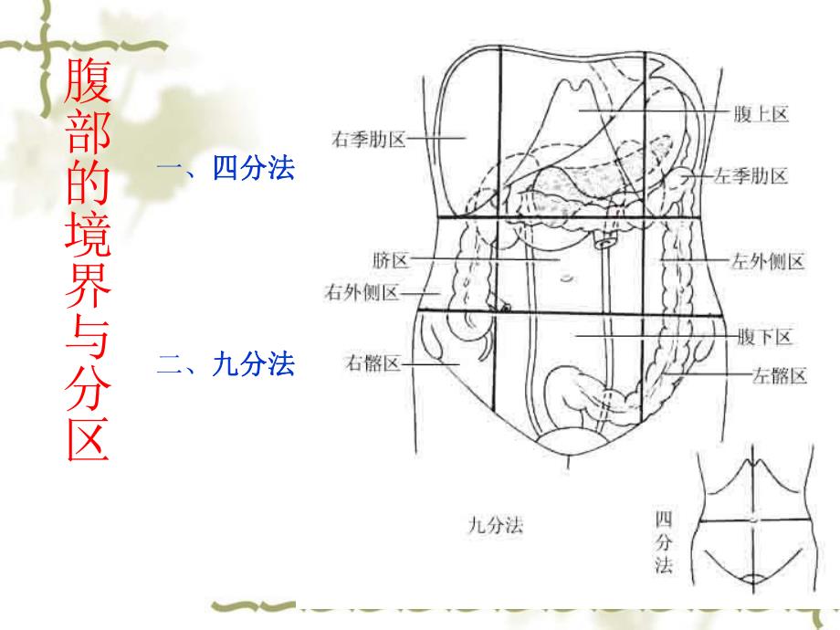 腹前外侧壁的解剖人体解剖.ppt_第2页