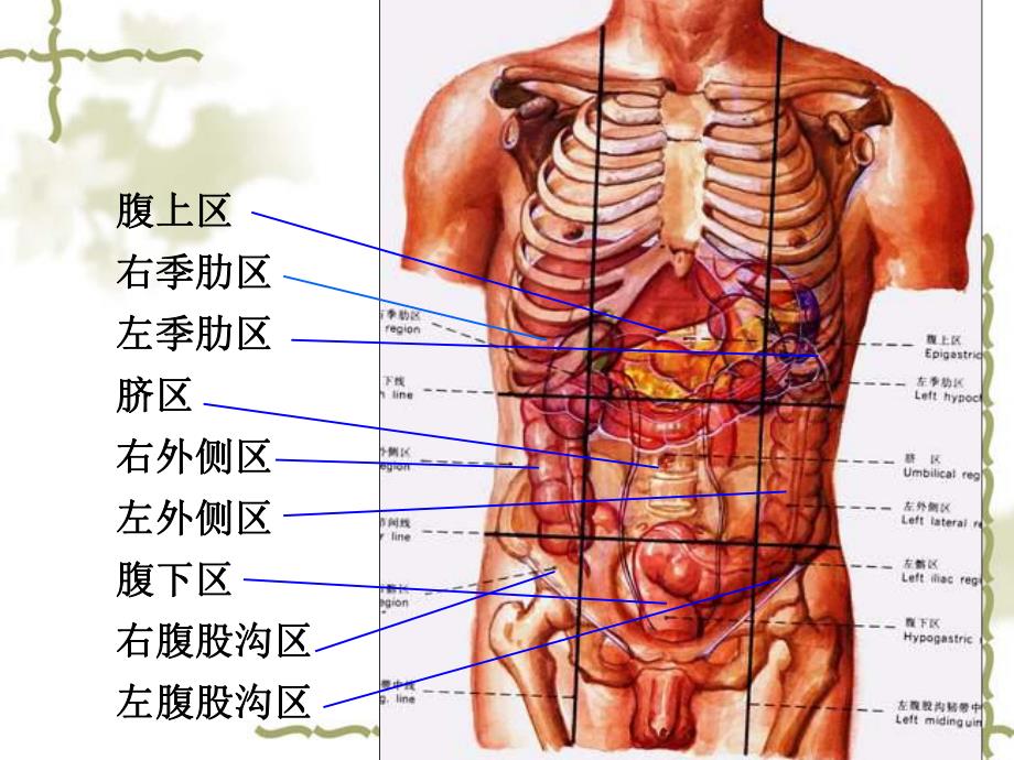 腹前外侧壁的解剖人体解剖.ppt_第3页