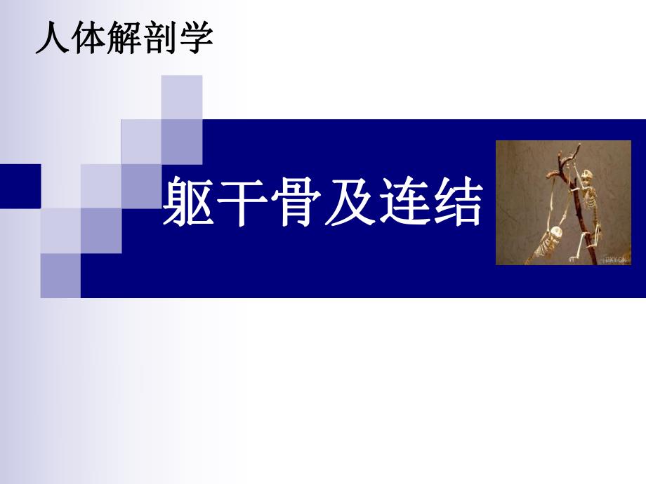 躯干骨及连结.ppt_第1页