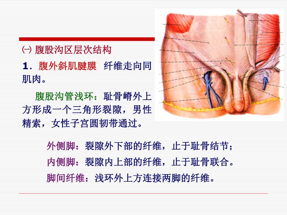 腹股沟区和阴囊.ppt_第3页