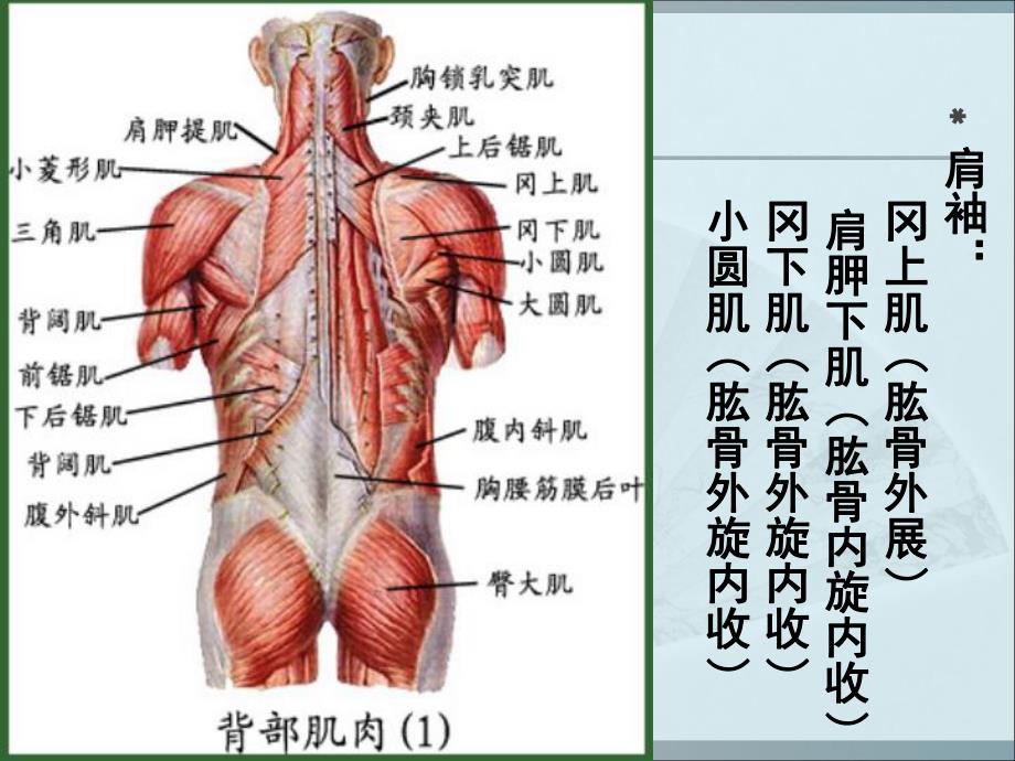 运动伤病防治第七章人体各部位运动损伤.ppt_第3页