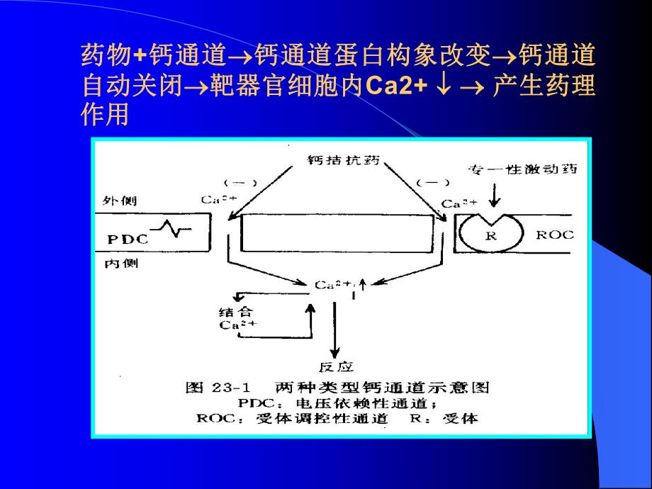 药理学第21章钙通道阻滞药.ppt_第3页