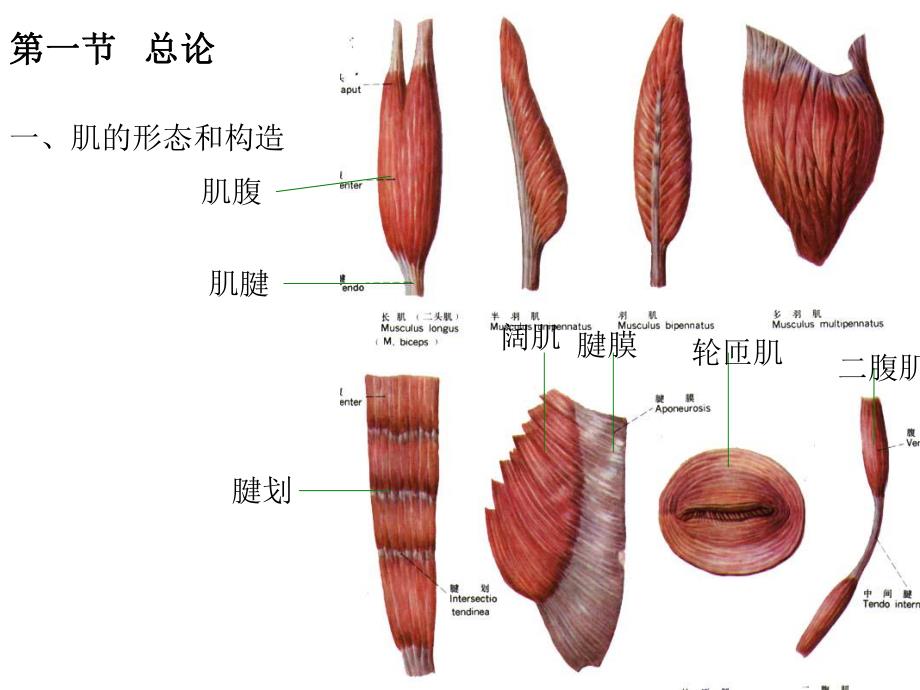 运动系统肌学部分.ppt_第2页