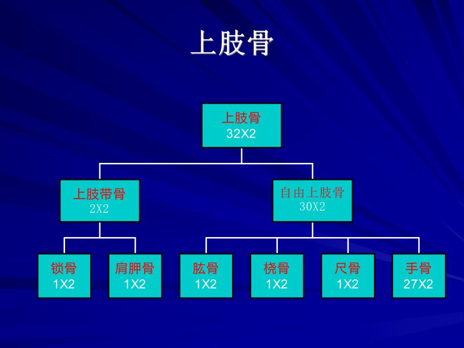 解剖学知识2上肢109417.ppt_第1页