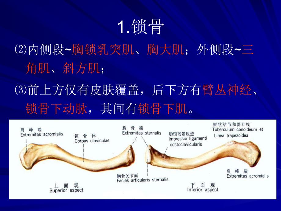 解剖学知识2上肢109417.ppt_第3页