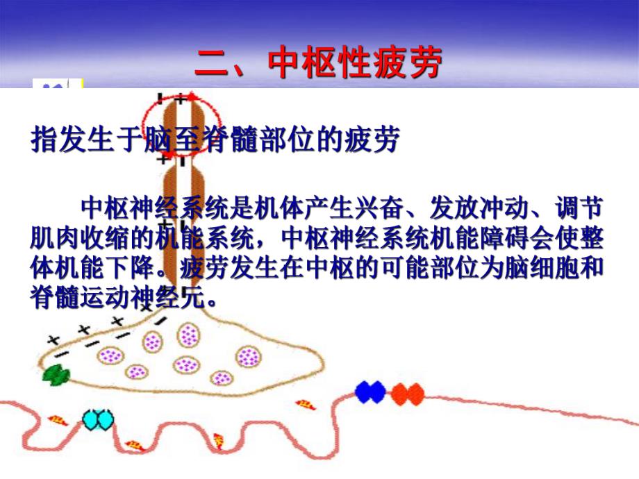 运动性疲劳课件.ppt_第3页