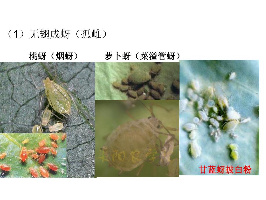 蔬菜实验园艺.ppt_第3页