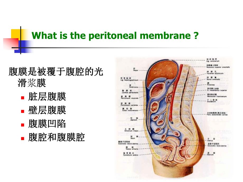 腹膜透析基础.ppt_第3页