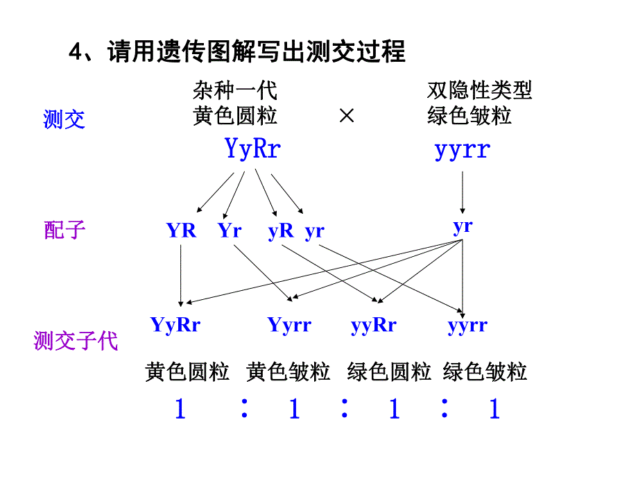 自由组合定律计算.ppt_第3页