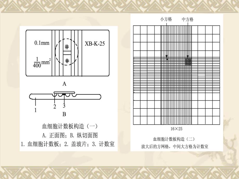 血球计数板使用及相关计算.ppt_第3页